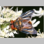 Phasia hemiptera - Raupenfliege m18.jpg